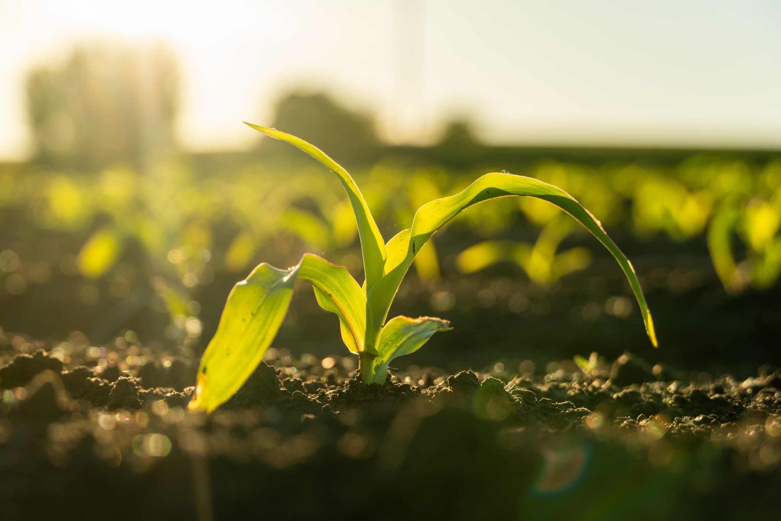 A young corn seedling growing in a sunlit field at golden hour